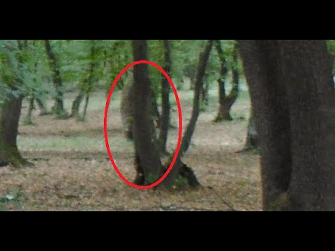 Hoia-Baciu Forest | Strange Phenomena in Romania