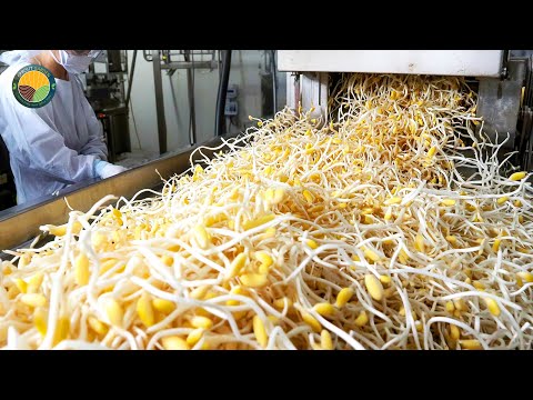 How Bean Sprouts Are Processed: Mass Production in Japan's Largest Vegetable Factory