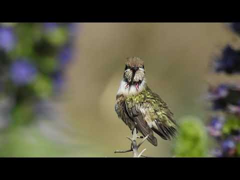 Immature male Calliope Hummingbird in Huntington Beach