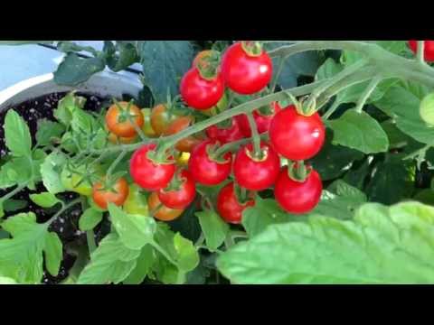 download lagu mp3 mp4 Cherry Punch Tomato, download lagu Cherry Punch Tomato gratis, unduh video klip Cherry Punch Tomato
