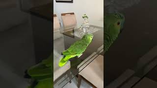 Papagaios Falantes - Como é grande o meu amor por você