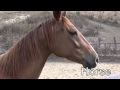 Grandpa S Farm Music Video
