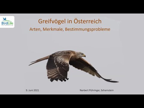 Online-Vortrag: Greifvögel in Österreich – Arten, Merkmale, Bestimmungsprobleme