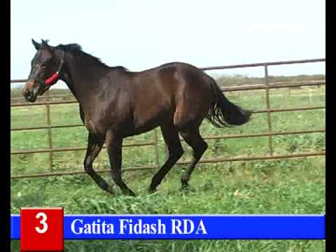Lote 3: Gatita Fidash RDA - HARAS RINCON DEL AGUARA - LOS MONTEROS - 5-10-13