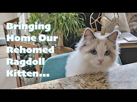 Bringing Home Our 6mo Old Re-Homed Ragdoll Kitten