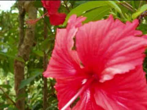 JUM JUMLOI SENE-ROS SEREYSOTHEA