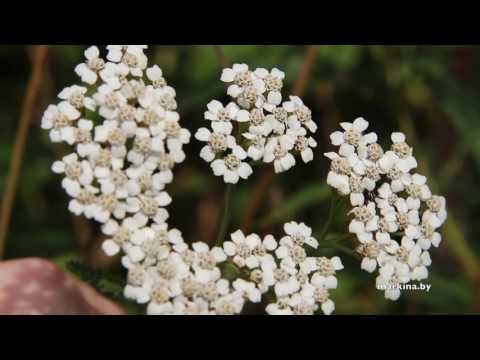 Тысячелистник: характеристика, применение и выращивание