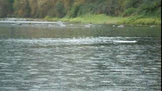 preview picture of video 'salmon fishing in oregon'