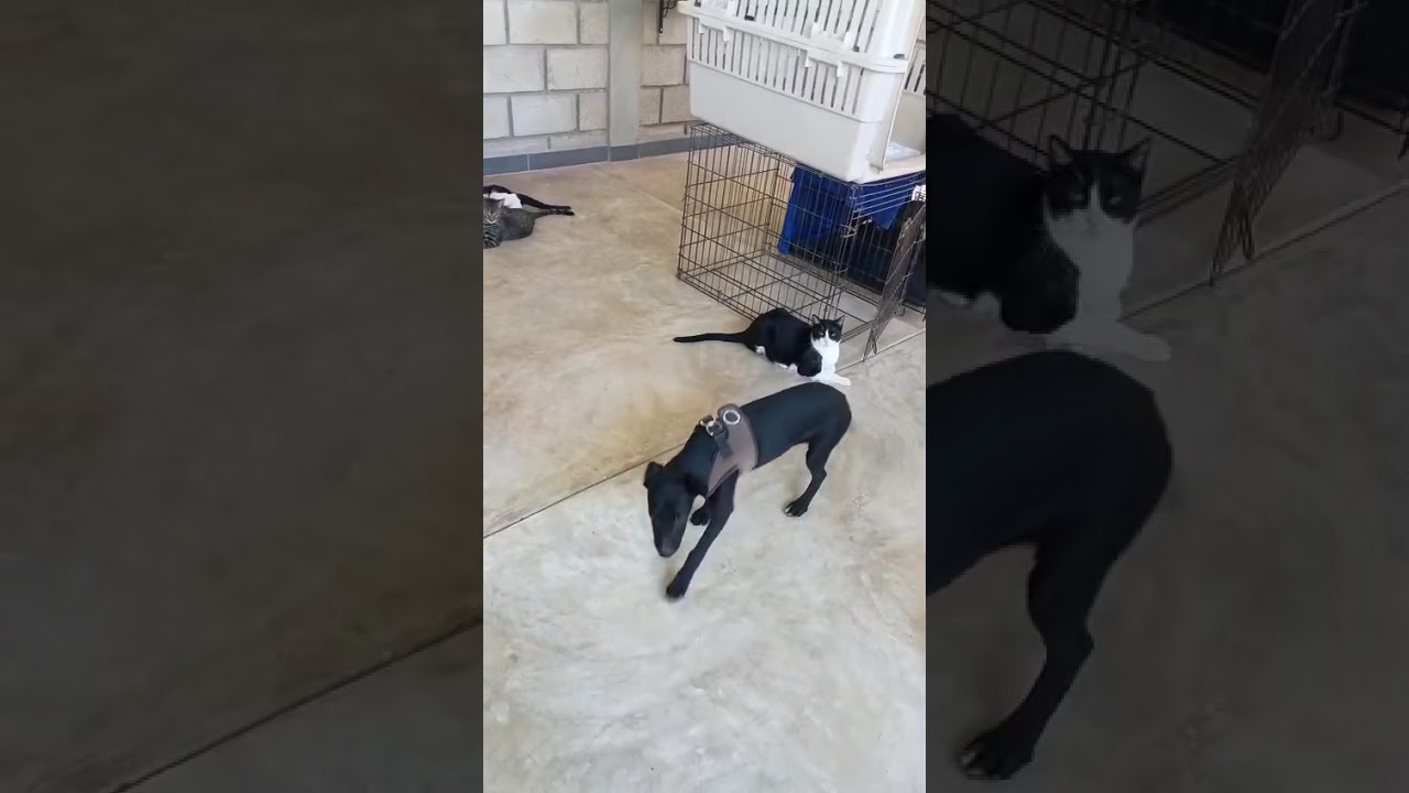 Berna, an adopted mixed breed in nanaimo, BC video 4/4