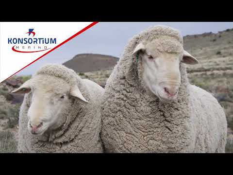 SOUT & PEPER | Timed Auction: 17 Sep’22