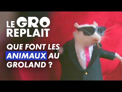 La vie secrète des animaux grolandais - Le GRO replait - CANAL+