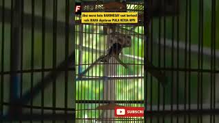 Download lagu 🔴 Aksi Murai Batu Barongsai Saat Berhasil Jadi Juara Digelaran PIALA Ketua MPR-RI. mp3