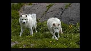 Bonnie Tyler Limelight