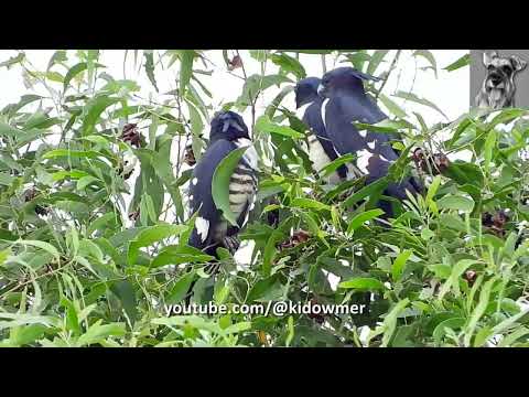 Roosting BLACK BAZAS, observed from afar, using Nikon p1000