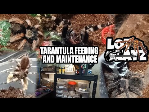 Tarantula Care 101: Expert Tips for Feeding and Maintaining Your Fascinating Arachnid Pets!