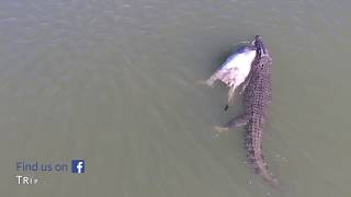 CROCODILE EATS COW