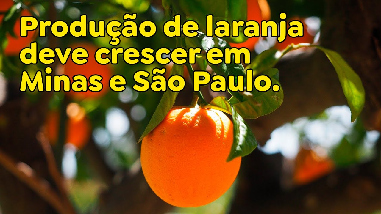 Produção de laranja deve crescer em Minas e São Paulo.