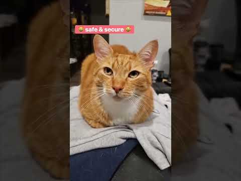 Mystery solved: why #cats loaf!