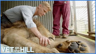 Race Against Time: X-Raying Lion Before It Wakes | Vet On The Hill