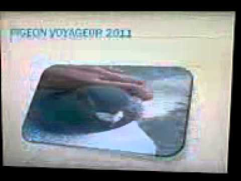 pigeon voyageur tiznit : badre dine