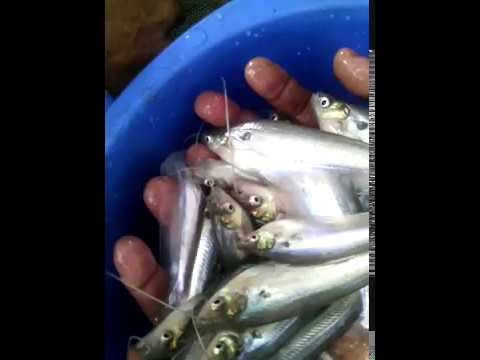 , title : 'Pabda Fish breeding System | পাবদা মাছের রেনু উৎপাদন পদ্ধতি ...'