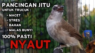 Download lagu Pancingan JITU Untuk TRUCUKAN Macet Stres Bahan Malas Bunyi 100% TERBUKTI Pasti NYAUT mp3