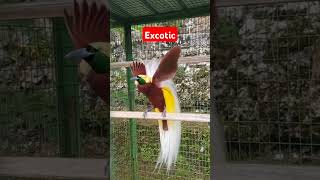 Download lagu burung cendrawasih di penangkaran #birds #papua #birds #burungkicaudialamliar #animals mp3