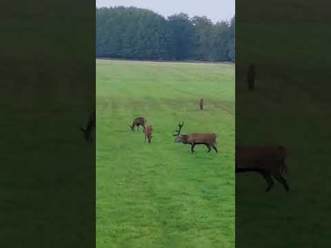 #shortvideo #deer #wildlife #brunft #rotwild