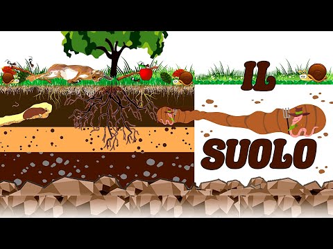 🍂🌱 The LAYERS of the SOIL: Litter, Humus, Clay, Subsoil and Bedrock 🗻 Soil Animals 🐌🦡🐛