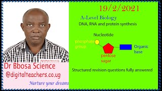 DNA, RNA and protein synthesis structured questions