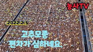 고추모종 편차