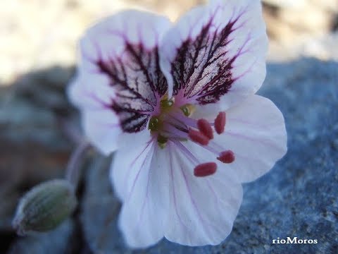 Geranio de las cumbres: Erodium cheilanthifolium