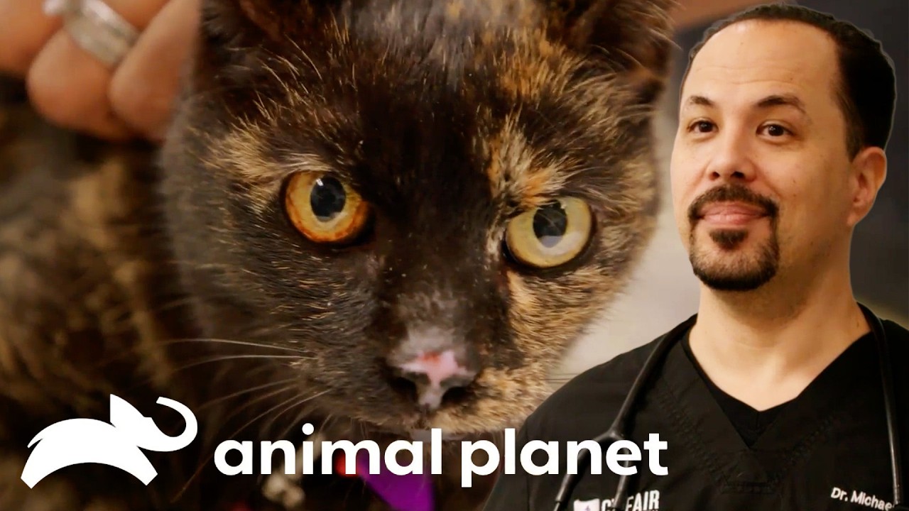 Animal Care 101 | The Vet Life | Animal Planet