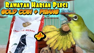 Download lagu PLECI BIRD AUTOMATICALLY SINGS FREQUENTLY 🤑 DAILY CARE FOR PLECI BIRDS || SETUP USING GOLD COIN P... mp3