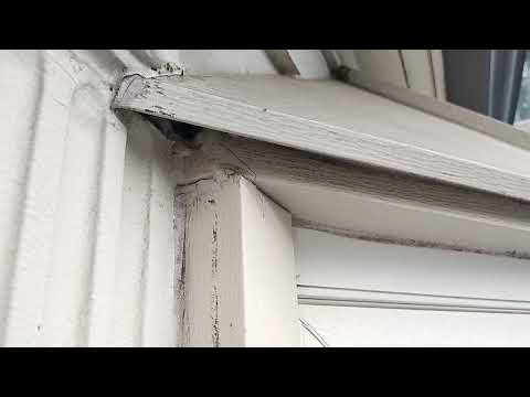 Taking Care of the Yellow Jackets Hiding in...