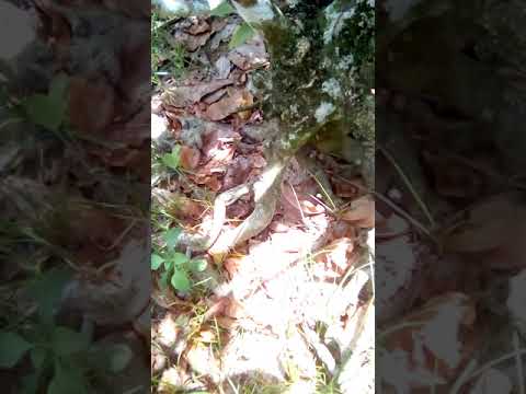 Gốc mai hình quái thú