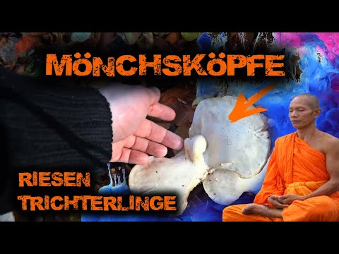 Mönchsköpfe / Riesentrichterlinge/ Pilze für Anfänger / Essbare Pilze Deutschland