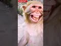 इस बंदर का नौटंकी देखो Shorts Viral Motivation Animals Monkey Mo