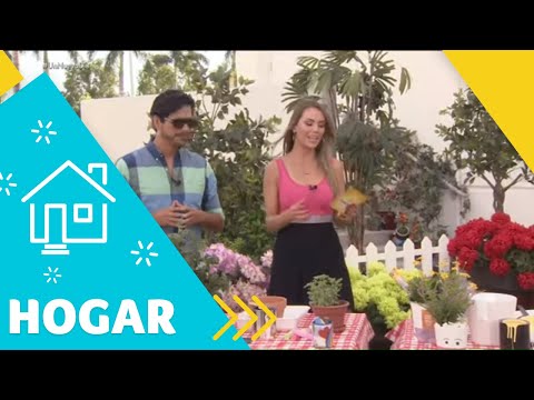 Jesus Pacheco Landscape and Interior Design Studio YouTube video thumbnail 22