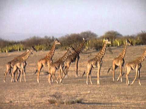 Giraffe herding