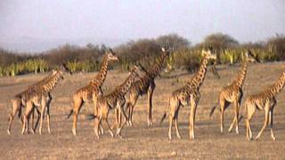 Giraffe herding