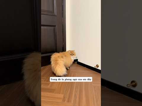 Bé mèo đứng hình 5 giây khi gặp cửa nhỏ