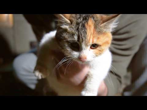 길고양이를 안아 보았다.