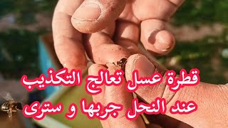 قطرة عسل فوق الملكة تعالج التكذيب عند النحل