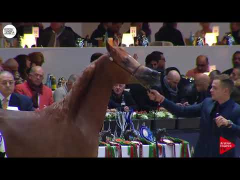 N.17 RA'EAH ATHBAH - Paris 2018 - Yearling Fillies (Class CM 1B)