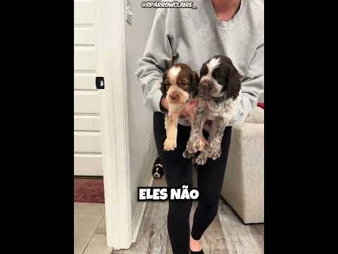 Ela Descobriu Onde Todos os Seus Filhotes Estavam Escondidos! 🐶❤️