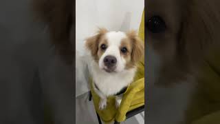 Download lagu Full Video below👇  #feed #shorts #doglover #puppy #love #pets #cute #bestfeed #cutedog mp3