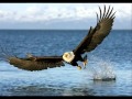 Wings As Eagles   Phil Driscoll    YouTube