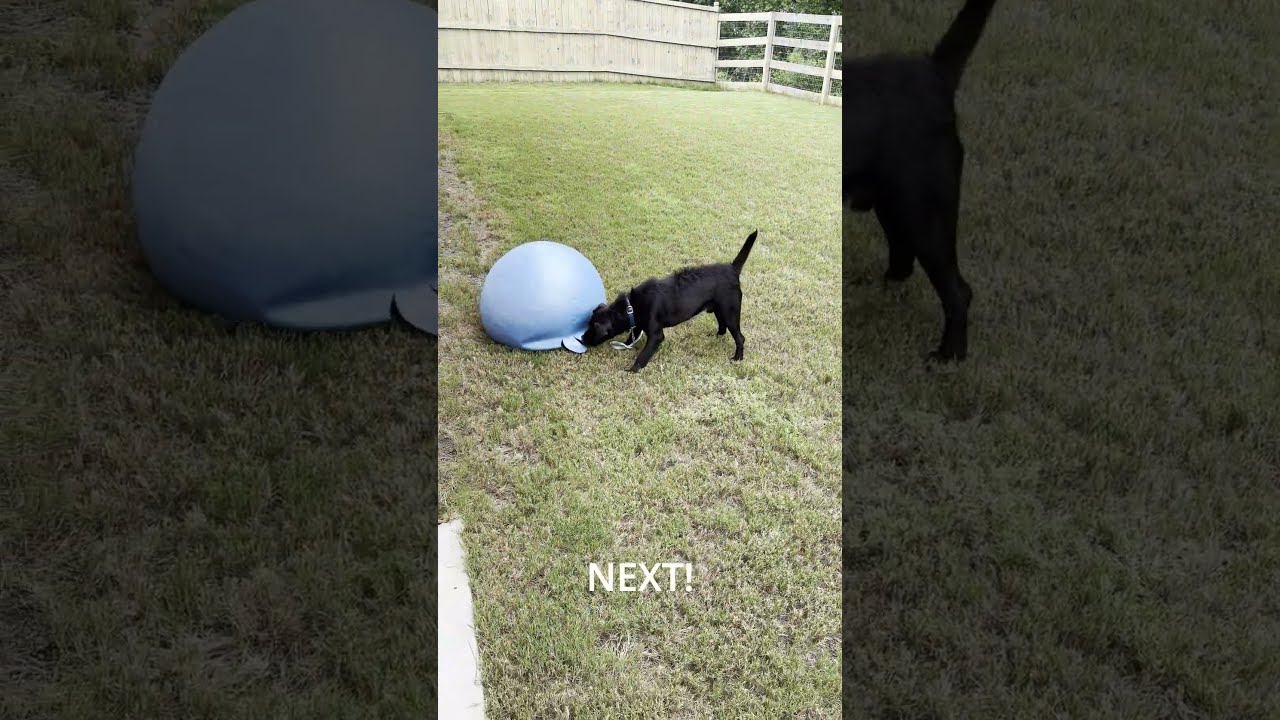 Clay, a Adoptable mixed breed in Kennesaw, GA video 6/6