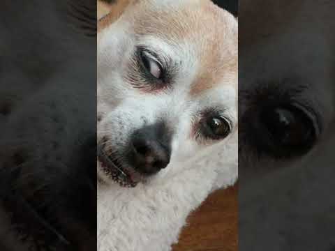 Bitzy dreaming with her eyes open